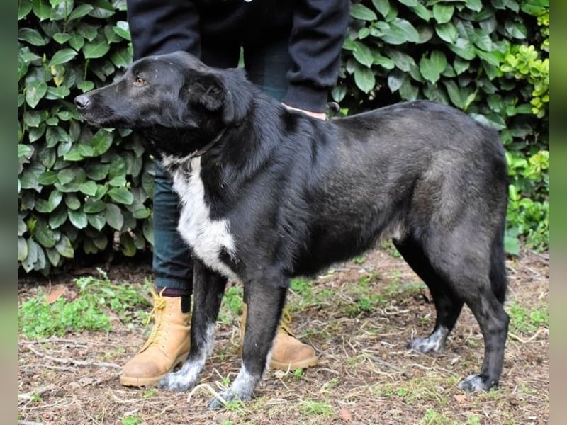 Gerald - hat ein gutes Hundeherz