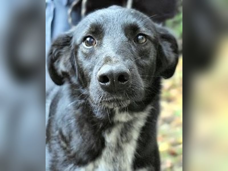 Gerald - hat ein gutes Hundeherz
