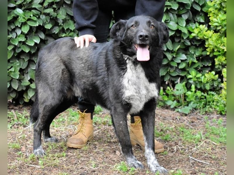 Gerald - hat ein gutes Hundeherz