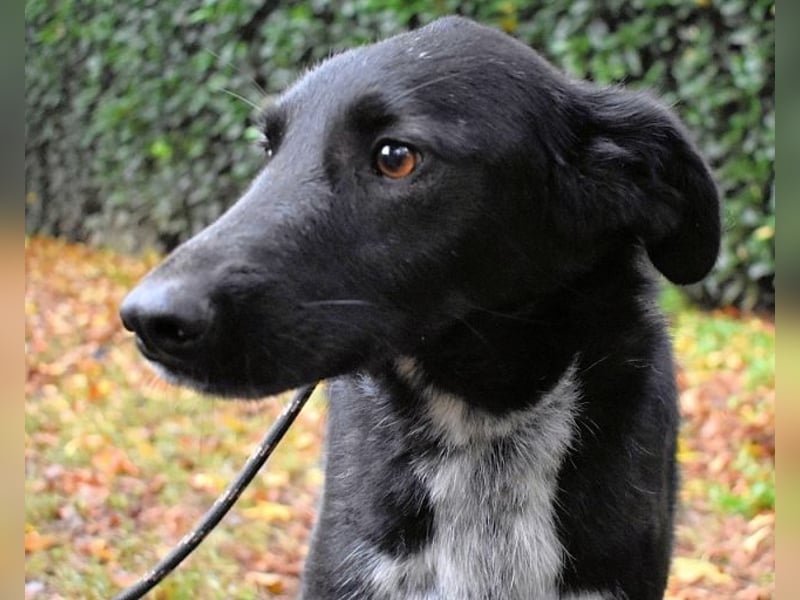 Gerald - hat ein gutes Hundeherz