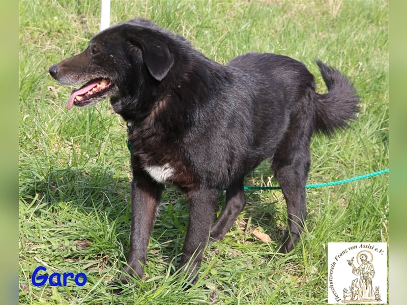 Traumhund sucht Familie