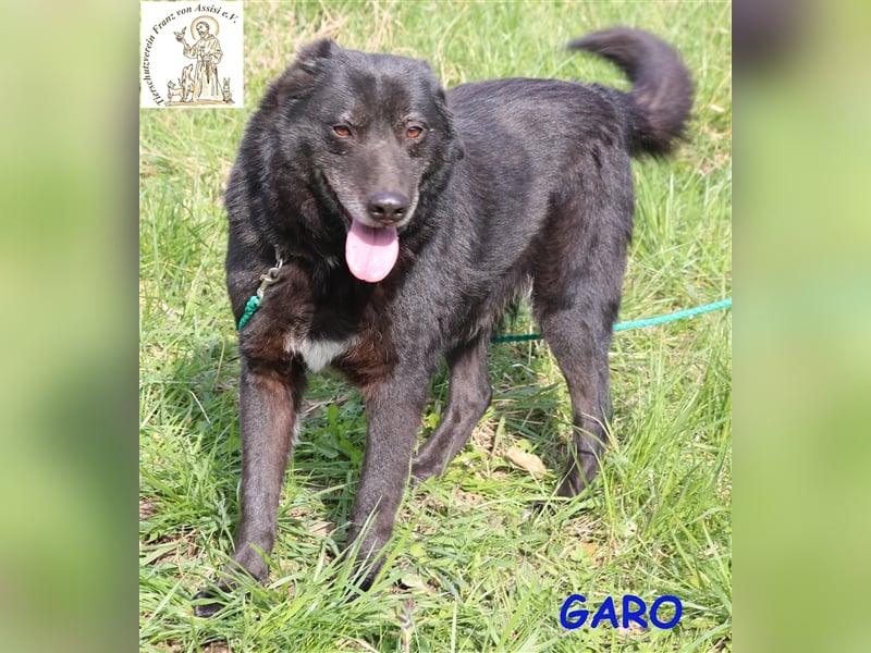 Traumhund sucht Familie