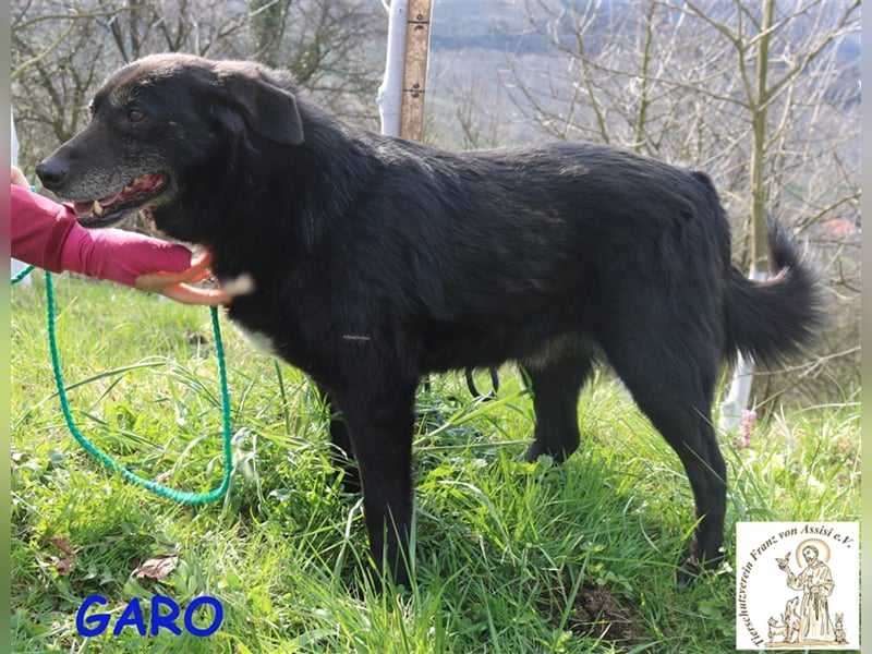 Traumhund sucht Familie