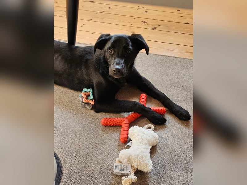 Labrador Mischling abzugeben