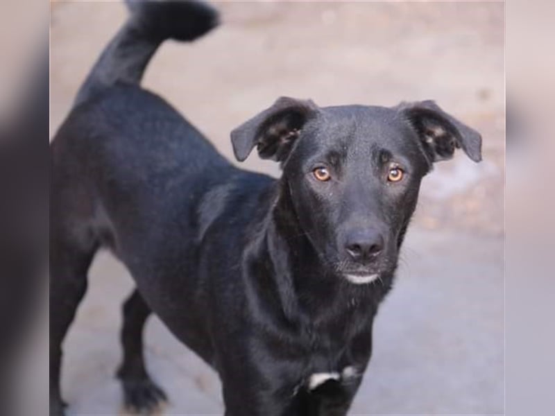 Labbi Mix Jack möchte Rumänien ganz schnell verlassen