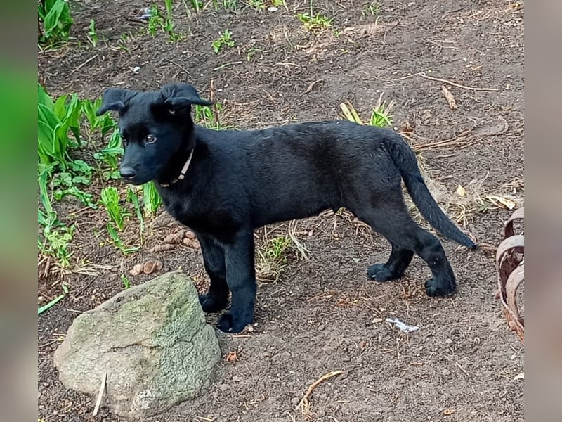 Süße Labrador Husky Welpen 2 Jungs 12 Wochen