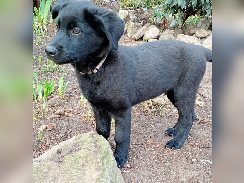 Süße Labrador Husky Welpen 2 Jungs 12 Wochen