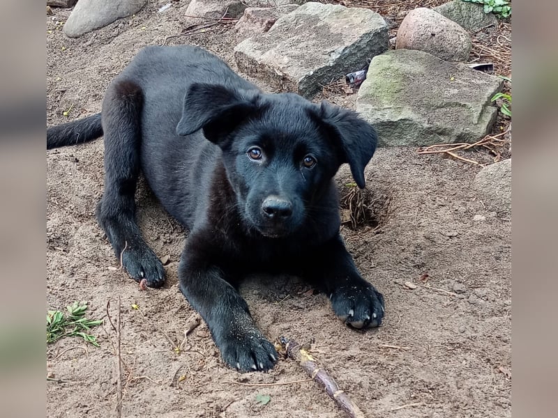Süße Labrador Husky Welpen 2 Jungs 12 Wochen