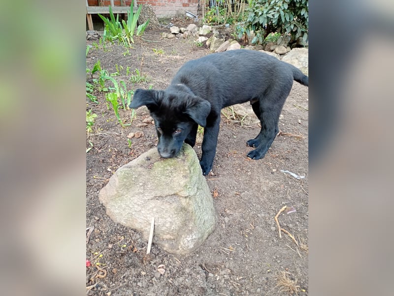 Süße Labrador Husky Welpen 2 Jungs 12 Wochen