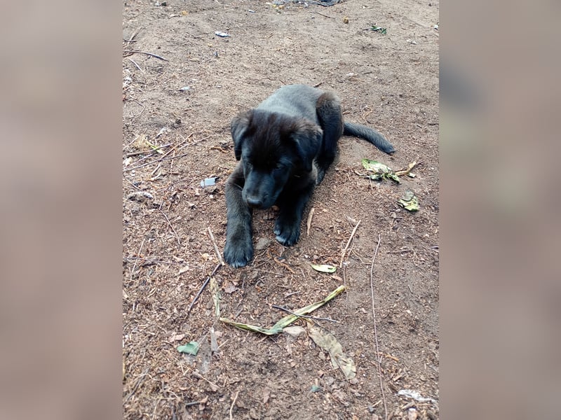 Süße Labrador Husky Welpen 2 Jungs 12 Wochen