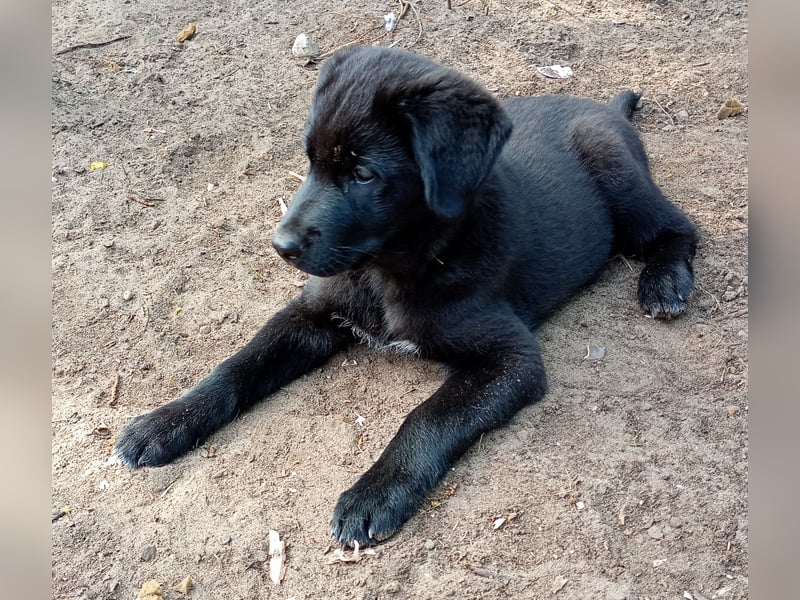 Süße Labrador Husky Welpen 2 Jungs 12 Wochen