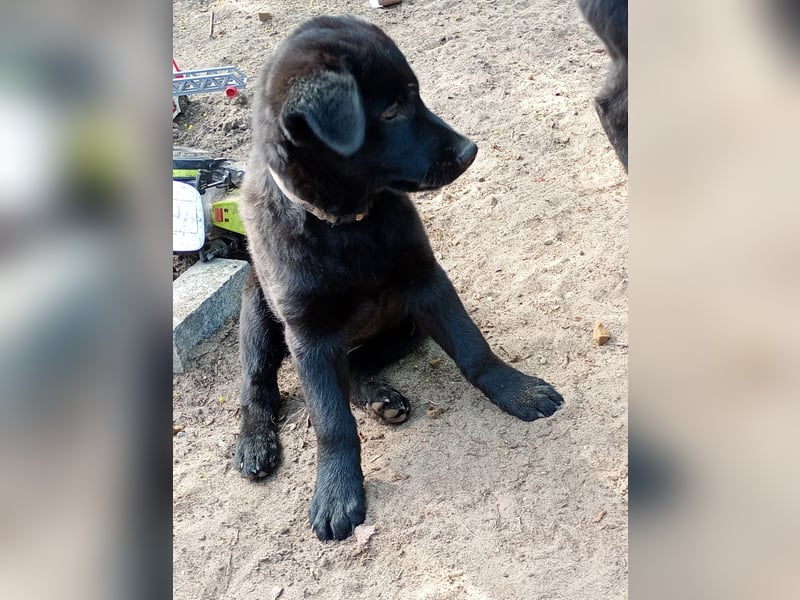 Süße Labrador Husky Welpen 2 Jungs 12 Wochen