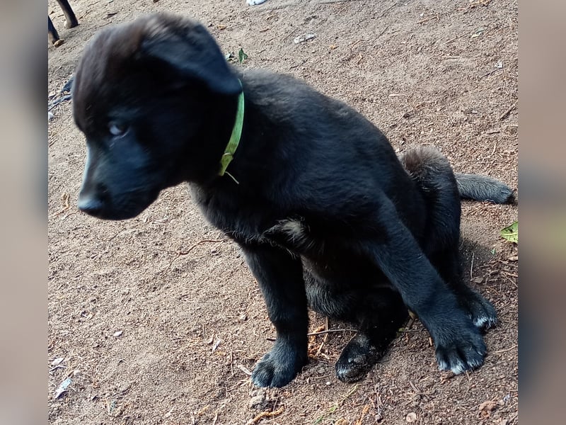 Süße Labrador Husky Welpen 2 Jungs 12 Wochen