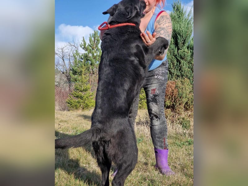 Aktiver Labrador „Blacky II“, ca. 2020/2021 geb., gut verträglich.