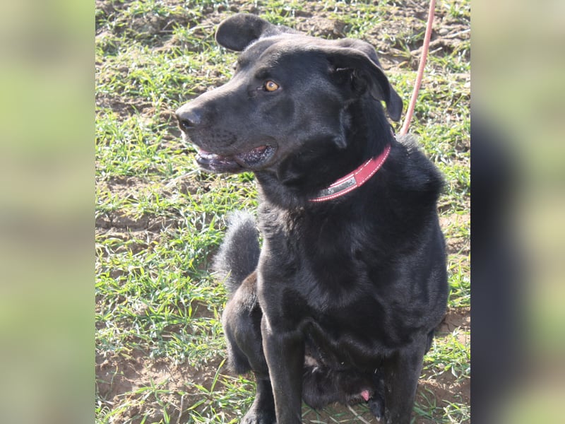 „Bob“, Labrador-Mischling, ca. 2023 geboren, aktiv, menschenbezogen, sucht ein Zuhause