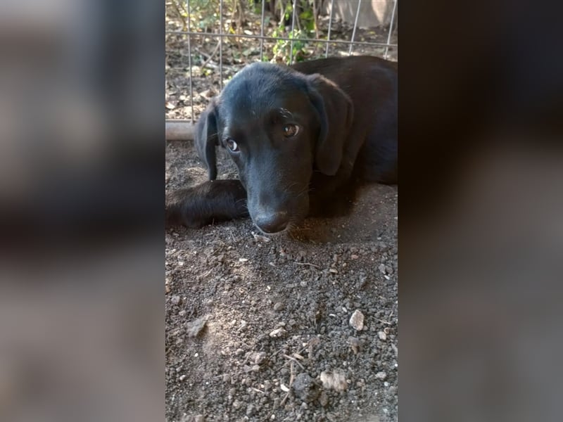 Bruno“, geb. Sommer 2024, wurde mit seinen Geschwisterchen gefunden. Sehr lieb, verschmust