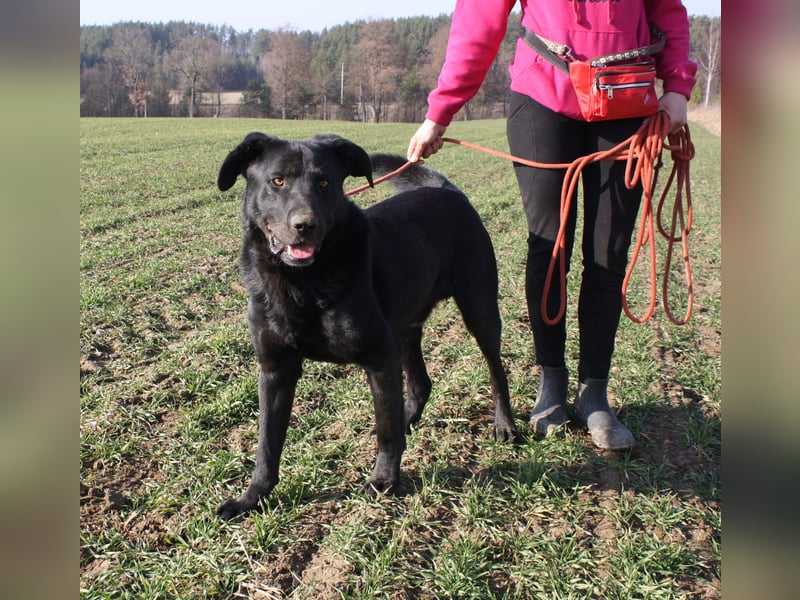 „Bob“, Labrador-Mischling, ca. 2023 geboren, aktiv, menschenbezogen, sucht ein Zuhause