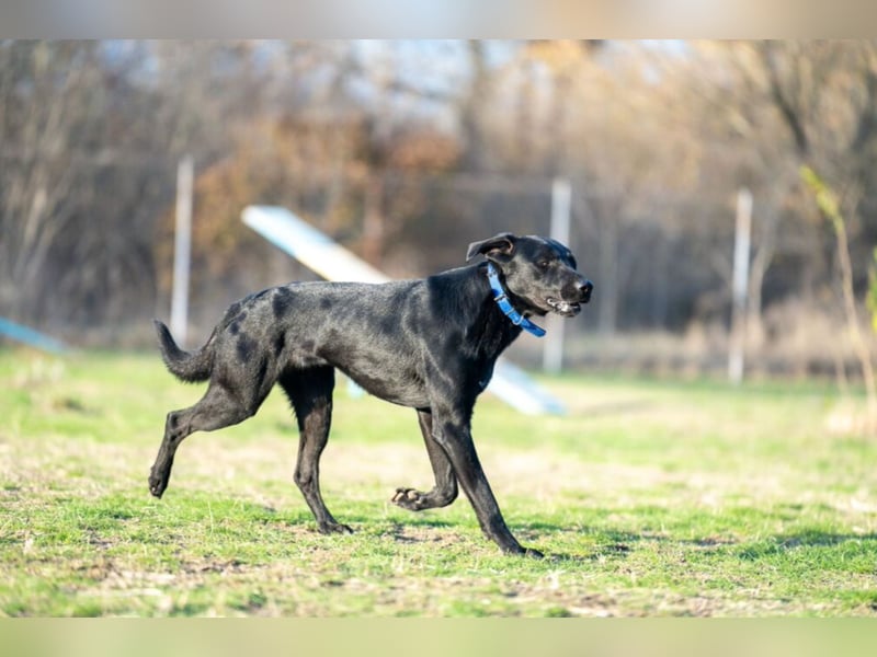 „Brian“, sensibler und lieber Labrador-Mischling, geb. 2022