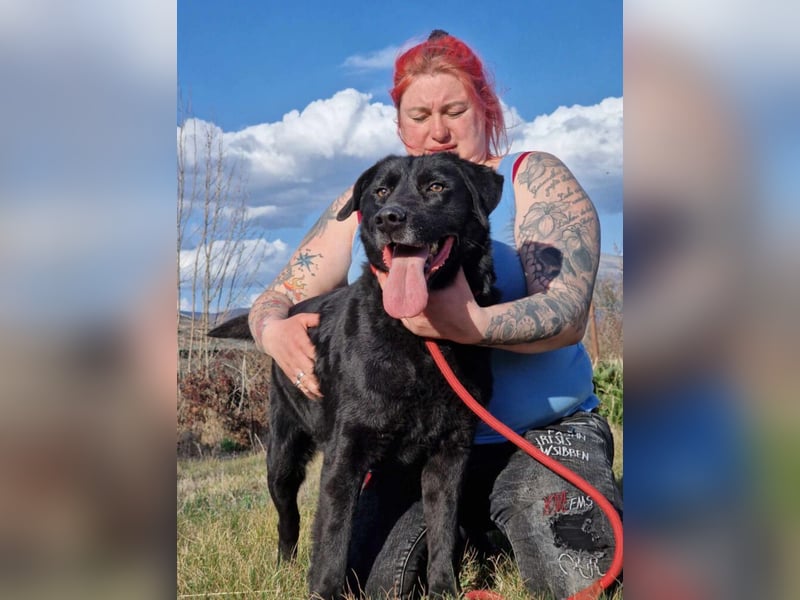 Aktiver Labrador „Blacky II“, ca. 2020/2021 geb., gut verträglich.