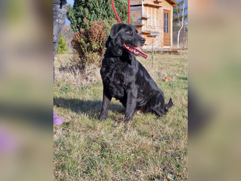 Aktiver Labrador „Blacky II“, ca. 2020/2021 geb., gut verträglich.