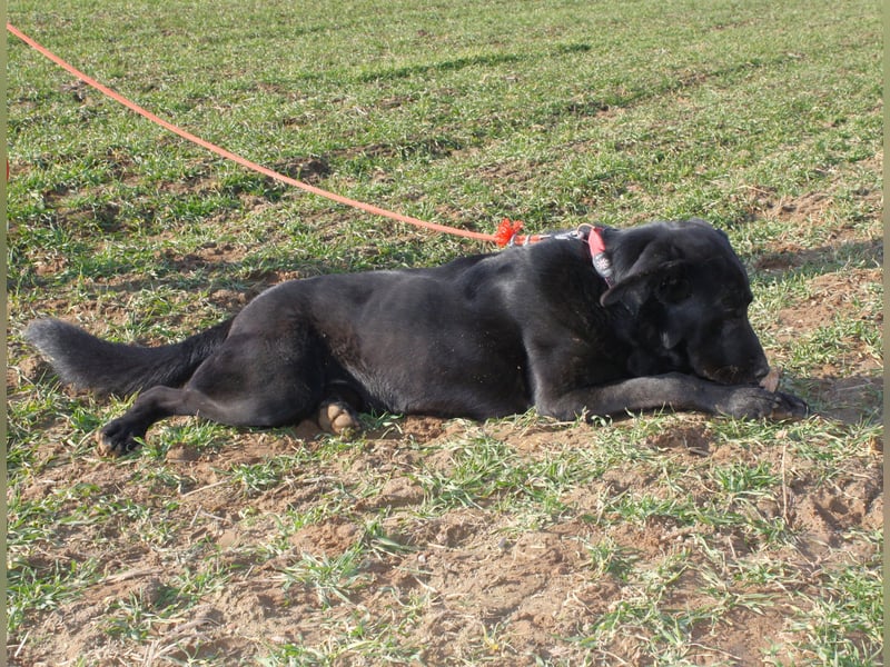 „Bob“, Labrador-Mischling, ca. 2023 geboren, aktiv, menschenbezogen, sucht ein Zuhause