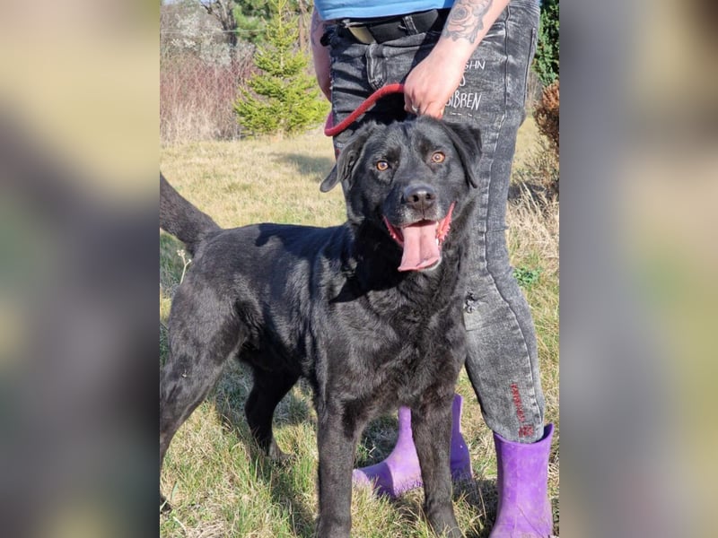 Aktiver Labrador „Blacky II“, ca. 2020/2021 geb., gut verträglich.