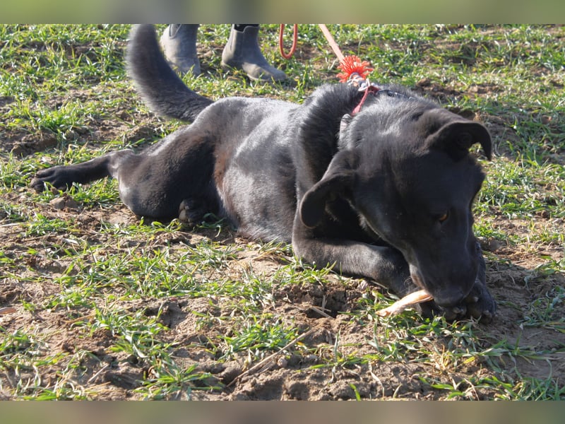 „Bob“, Labrador-Mischling, ca. 2023 geboren, aktiv, menschenbezogen, sucht ein Zuhause