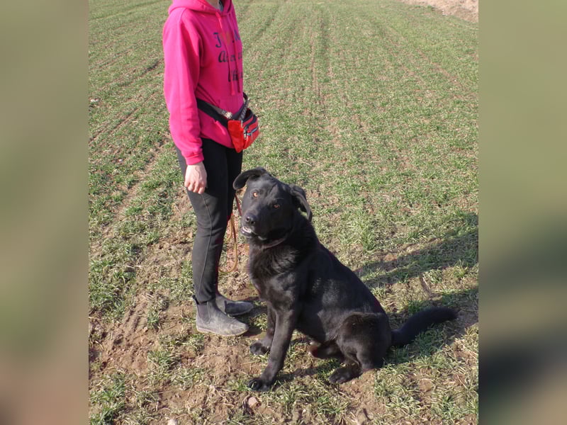 „Bob“, Labrador-Mischling, ca. 2023 geboren, aktiv, menschenbezogen, sucht ein Zuhause