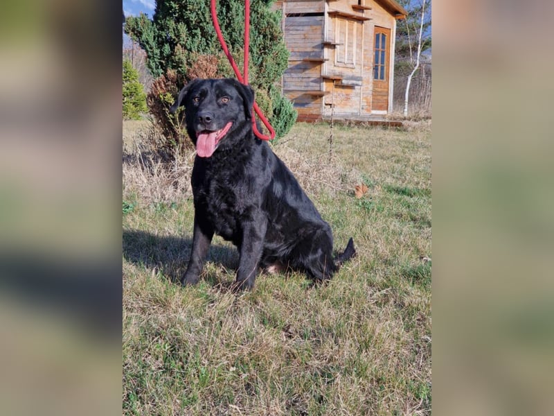 Aktiver Labrador „Blacky II“, ca. 2020/2021 geb., gut verträglich.