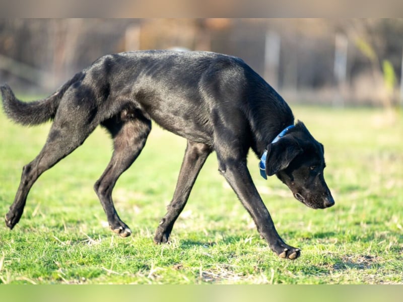 „Brian“, sensibler und lieber Labrador-Mischling, geb. 2022