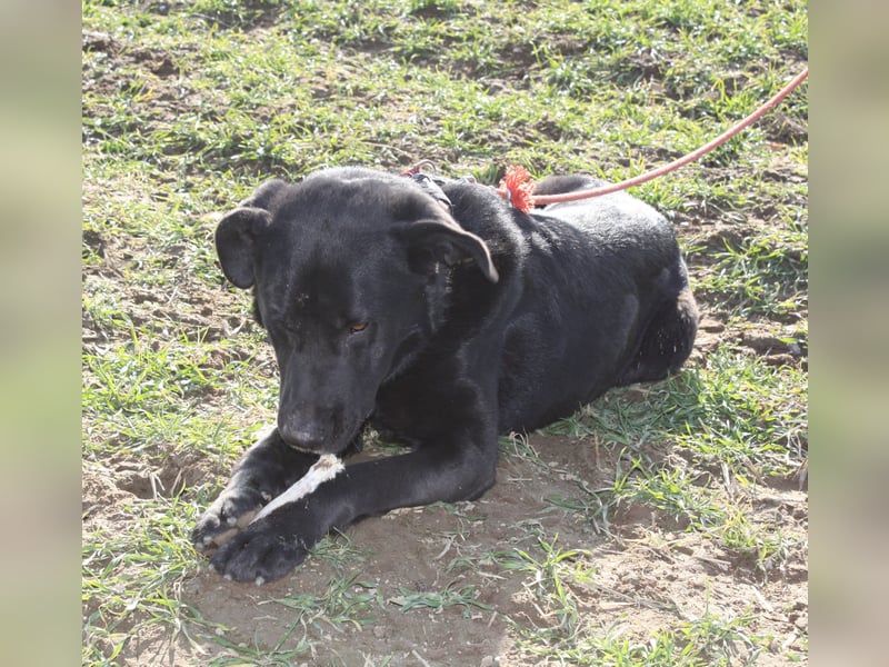 „Bob“, Labrador-Mischling, ca. 2023 geboren, aktiv, menschenbezogen, sucht ein Zuhause