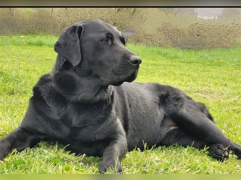 Deckrüde - Labrador-Retriever - Arne von Lammertshof – schwarz – kein Verkauf
