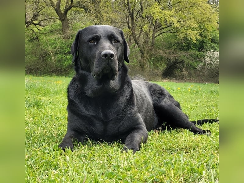Deckrüde - Labrador-Retriever - Arne von Lammertshof – schwarz – kein Verkauf