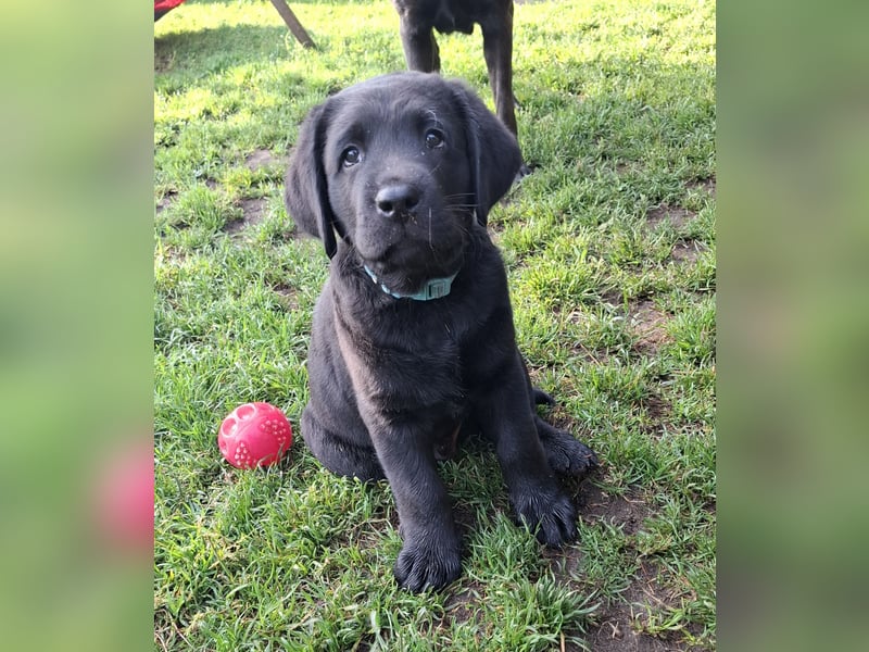 1 Labrador Welpe Rüde mit Ahnentafel