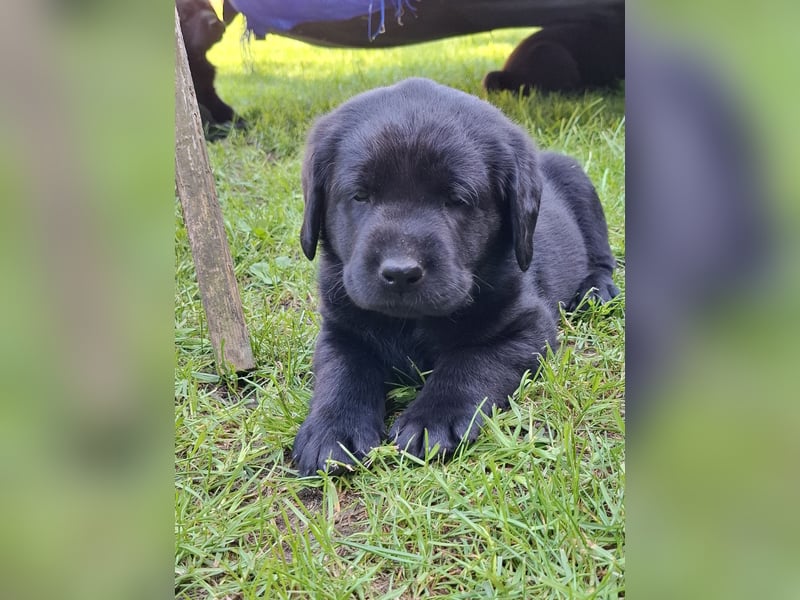 1 Labrador Welpe Rüde mit Ahnentafel