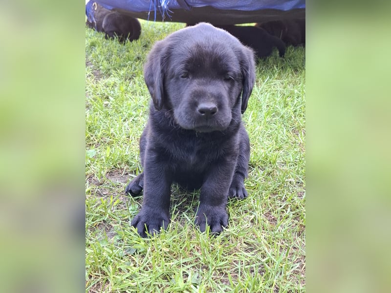 1 Labrador Welpe Rüde mit Ahnentafel