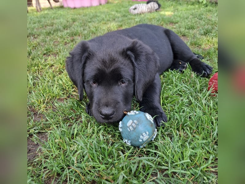 1 Labrador Welpe Rüde mit Ahnentafel