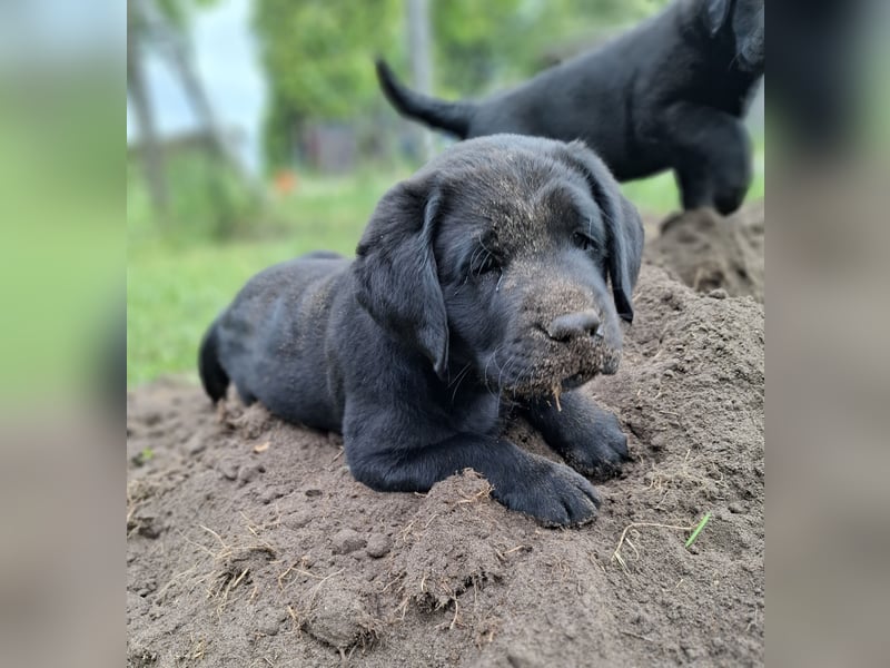 1 Labrador Welpe Rüde mit Ahnentafel