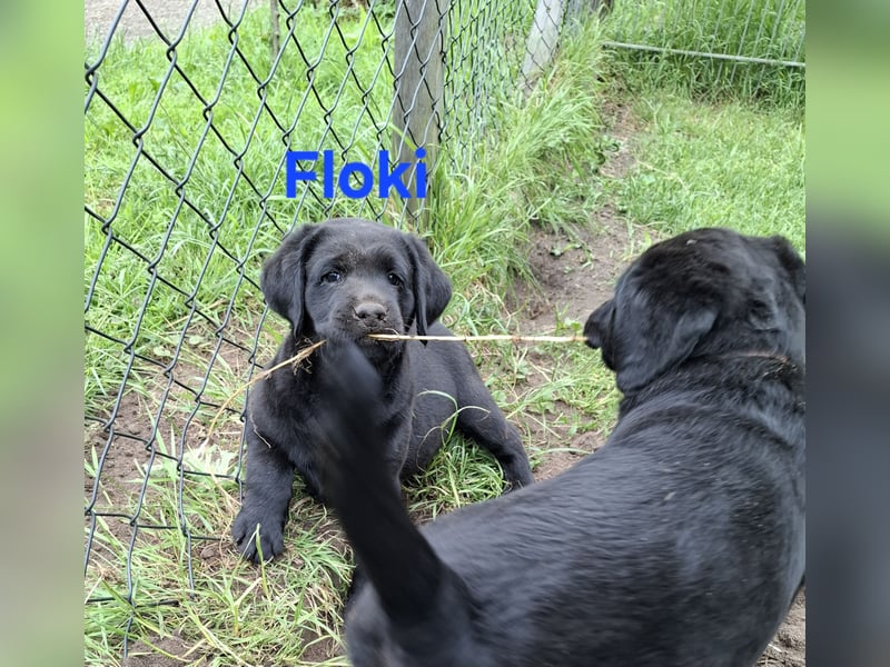 1 Labrador Welpe Rüde mit Ahnentafel