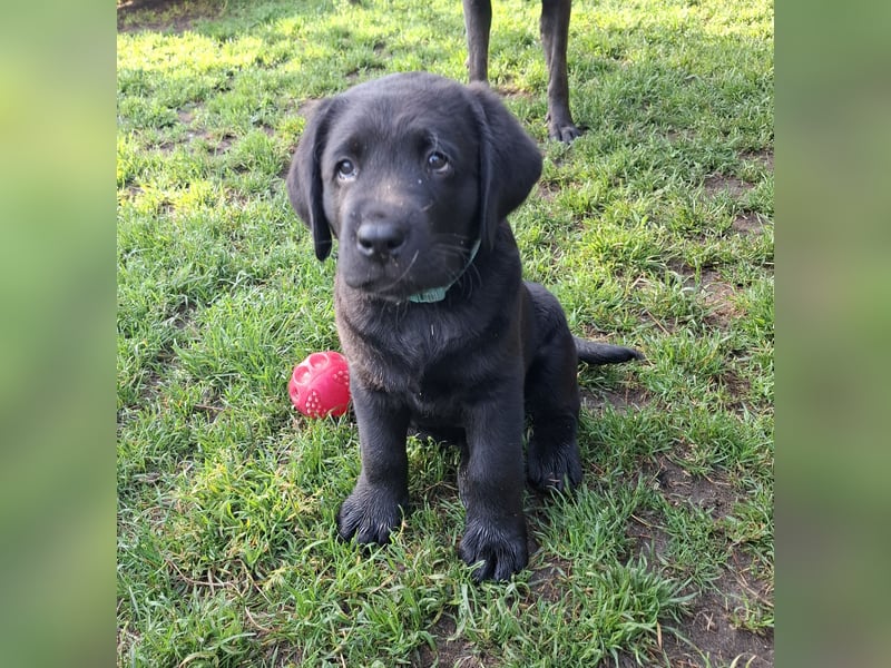 1 Labrador Welpe Rüde mit Ahnentafel