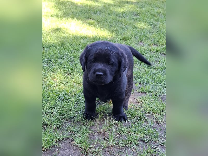 1 Labrador Welpe Rüde mit Ahnentafel