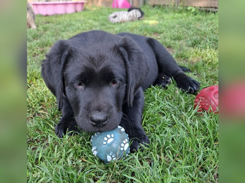 1 Labrador Welpe Rüde mit Ahnentafel