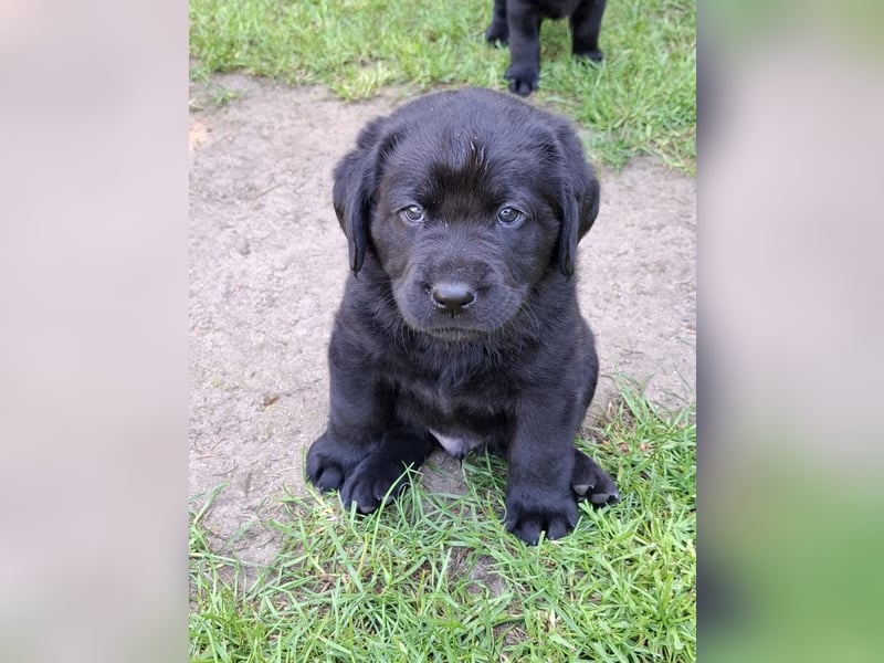 1 Labrador Welpe Rüde mit Ahnentafel