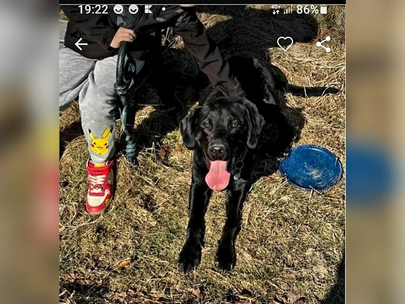 Nacho ein toller Familienhund