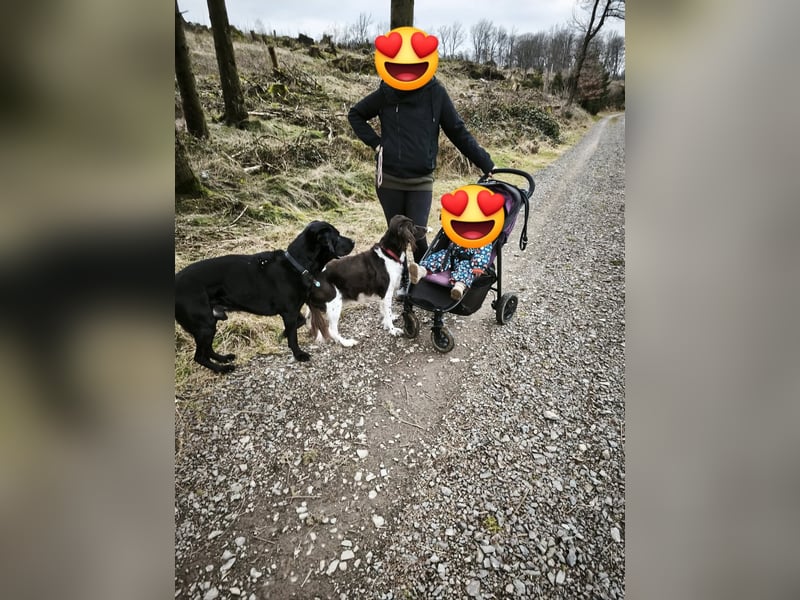 Nacho ein toller Familienhund
