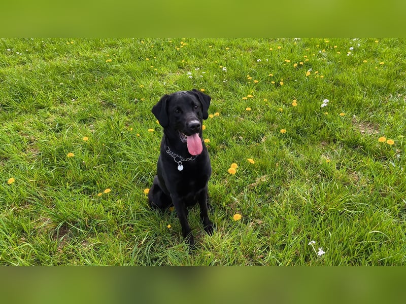 Nacho ein toller Familienhund