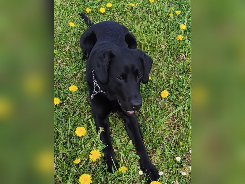 Nacho ein toller Familienhund