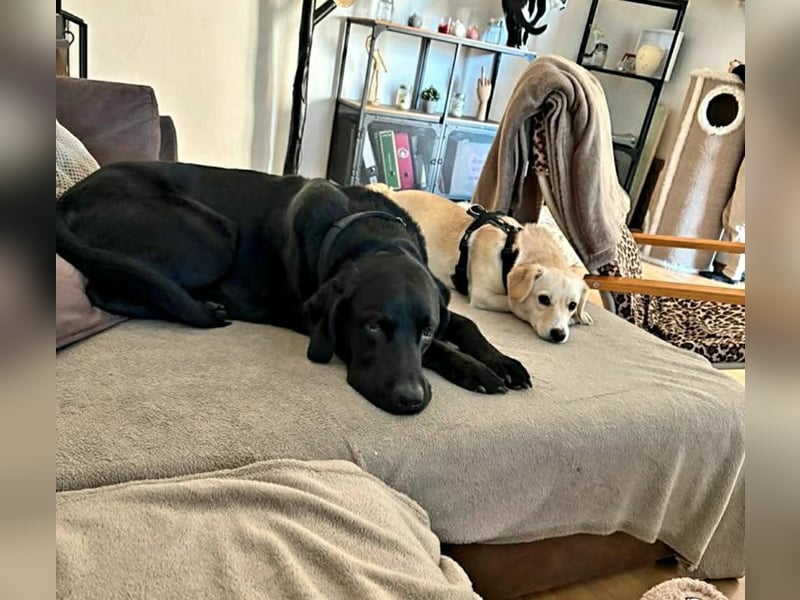 Nacho ein toller Familienhund