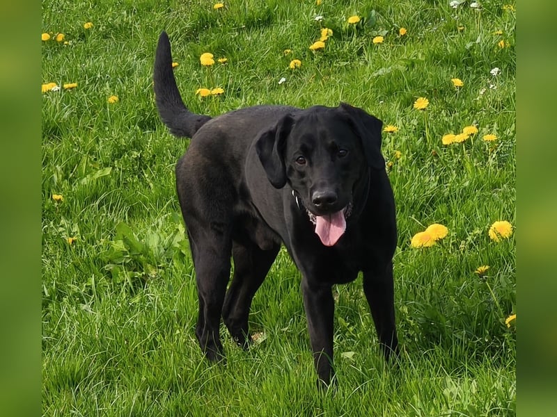 Nacho ein toller Familienhund