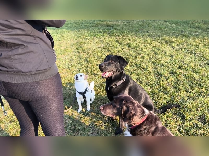 Nacho ein toller Familienhund